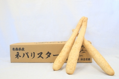 令和6年度産　青森県産ネバリスター（ながいも）
